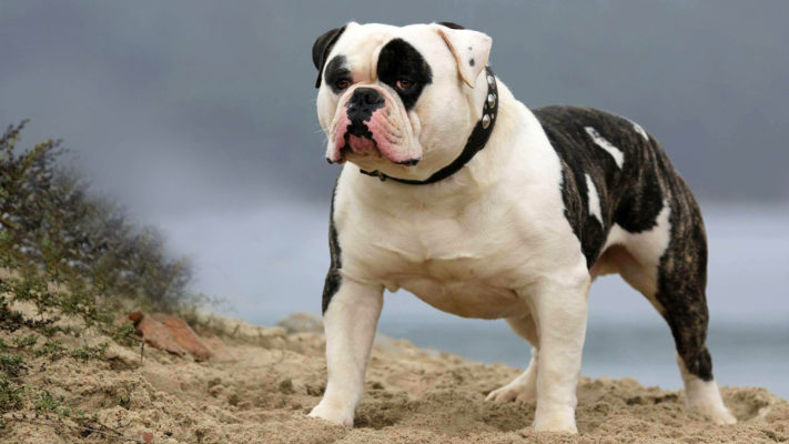 American Bulldog