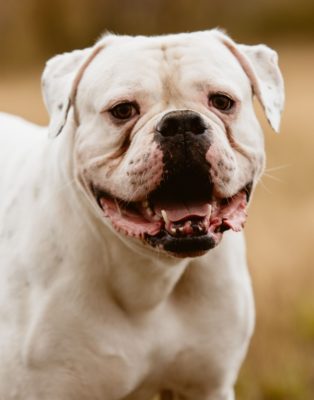 American Bulldog