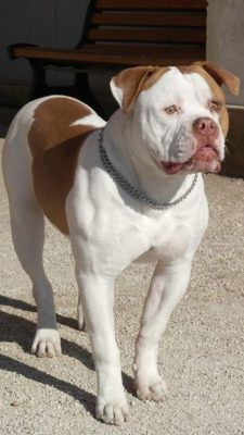 American Bulldog
