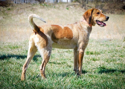 American English Coonhound