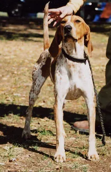 American English Coonhound