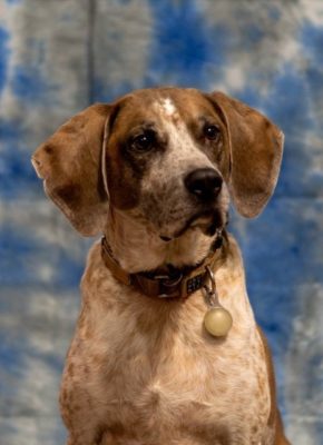 American English Coonhound