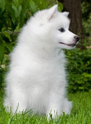 American Eskimo Dog