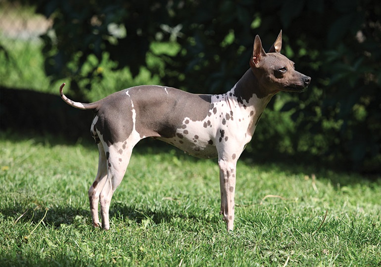 American Hairless Terrier
