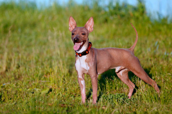 American Hairless Terrier
