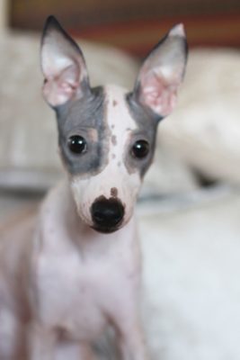 American Hairless Terrier