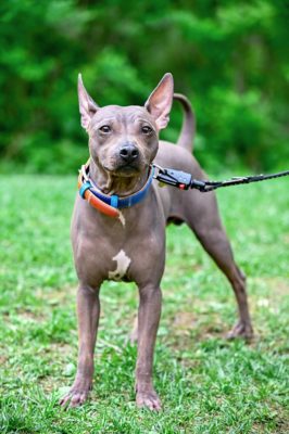 American Hairless Terrier