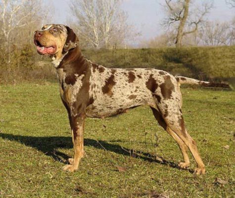 American Leopard Hound
