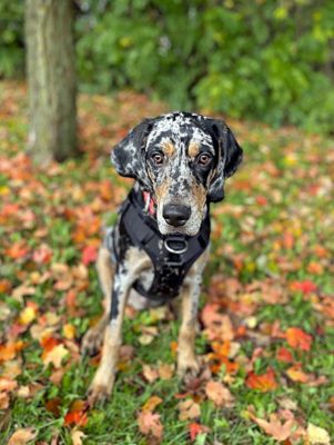 American Leopard Hound