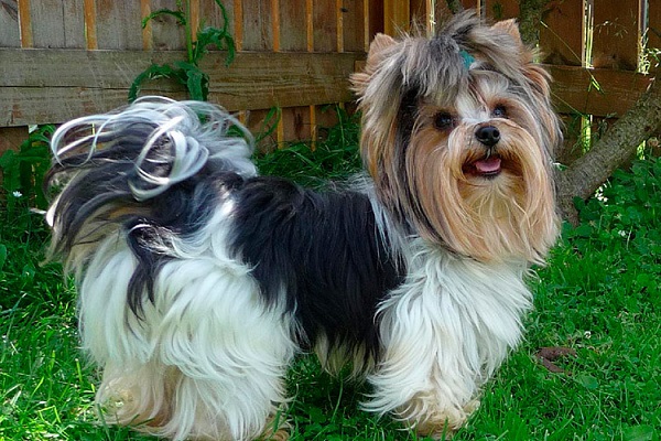 Beaver Yorkshire Terrier