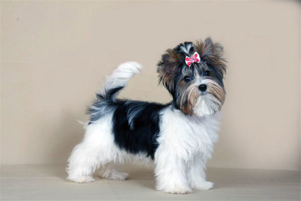 Beaver Yorkshire Terrier