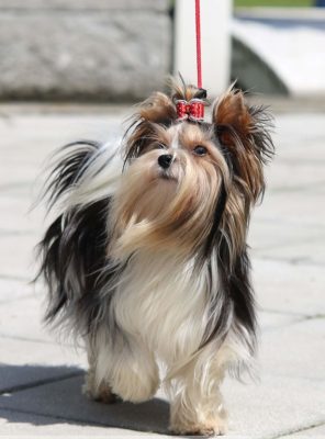 Beaver Yorkshire Terrier