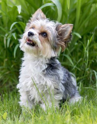 Beaver Yorkshire Terrier