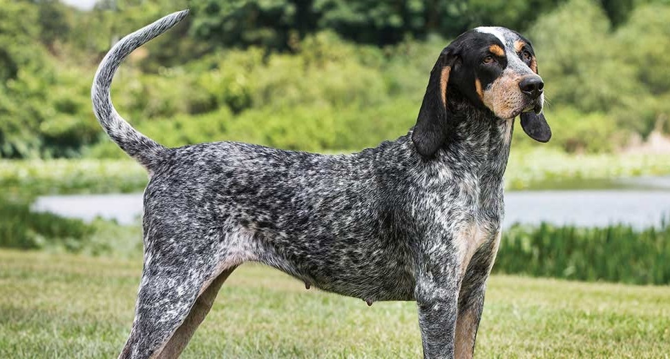 Bluetick Coonhound