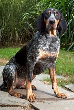 Bluetick Coonhound