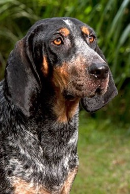 Bluetick Coonhound