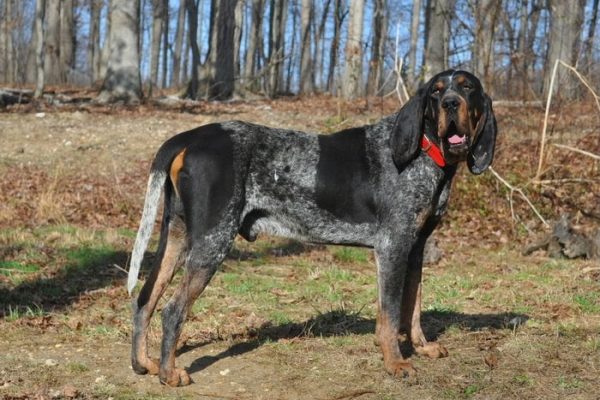 Bluetick Coonhound