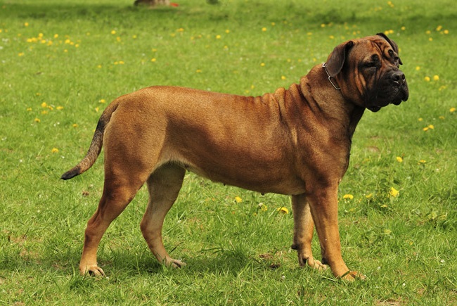 Boerboel