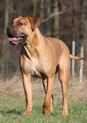 Boerboel
