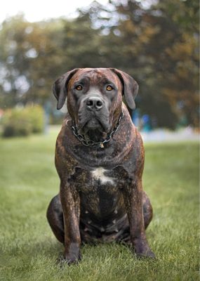 Boerboel