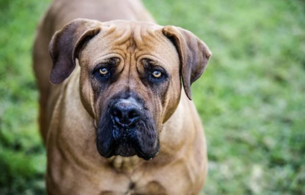 Boerboel