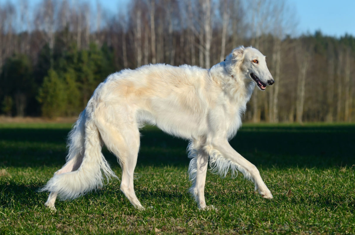 Borzoi