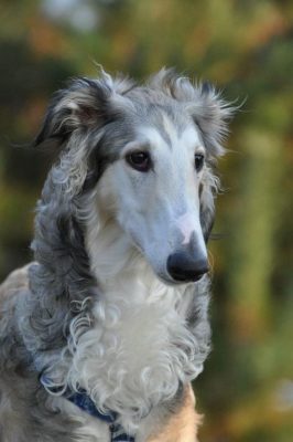 Borzoi