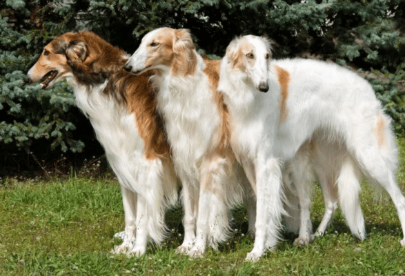 Borzoi
