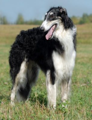 Borzoi