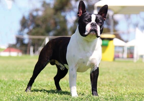 Boston Terrier