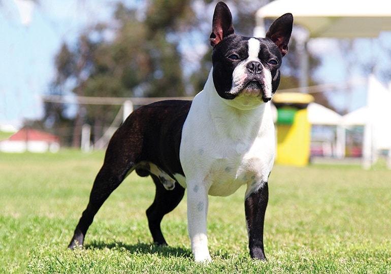 Boston Terrier