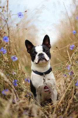 Boston Terrier