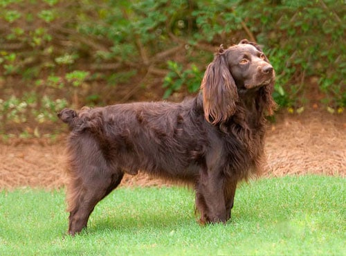 Boykin Spaniel