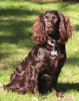 Boykin Spaniel