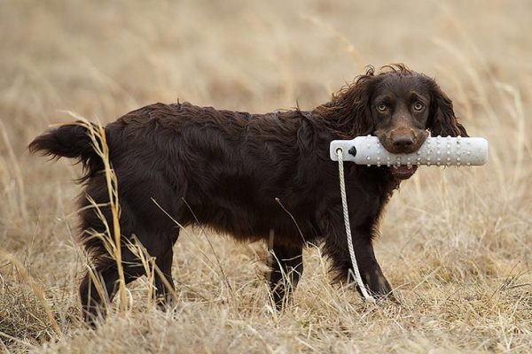 Boykin Spaniel