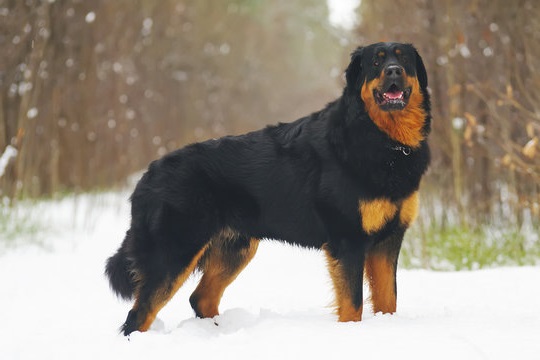 Buryat-Mongolian Wolfhound