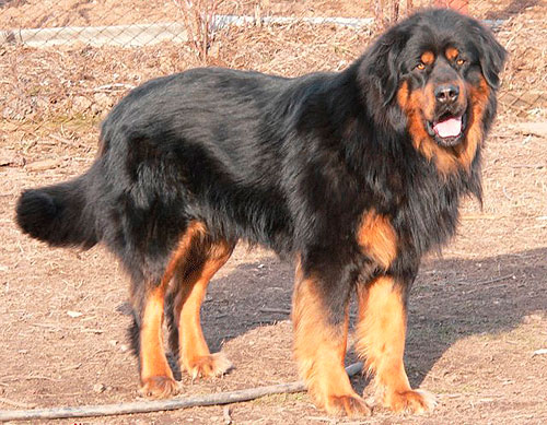 Buryat-Mongolian Wolfhound