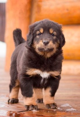 Buryat-Mongolian Wolfhound