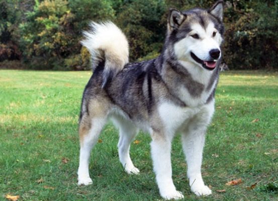 Canadian Eskimo Dog