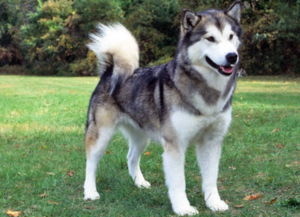 Canadian Eskimo Dog