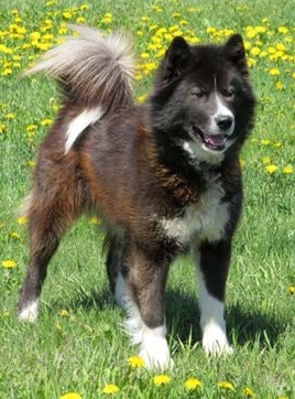 Canadian Eskimo Dog