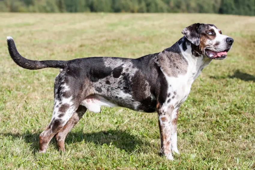 Catahoula Leopard Dog