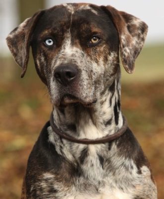 Catahoula Leopard Dog