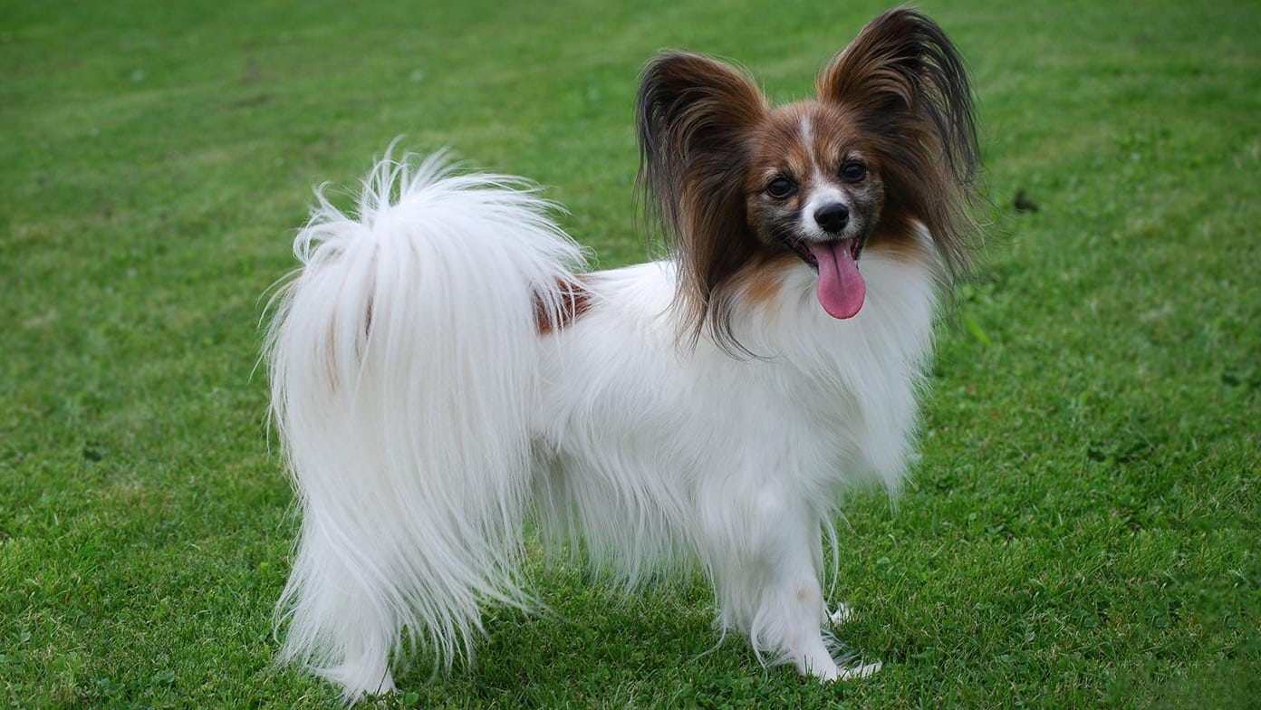 Continental Toy Spaniel