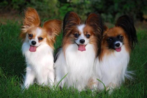 Continental Toy Spaniel