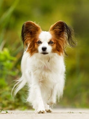 Continental Toy Spaniel