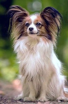 Continental Toy Spaniel
