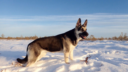 East European Shepherd