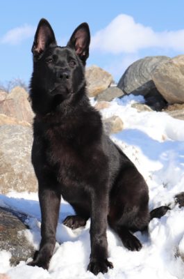 East European Shepherd