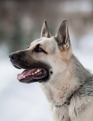 East European Shepherd